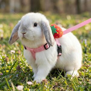 Adjustable Harness and Leash Set for Small Pets 4 Sets - Image 4